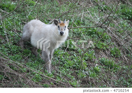 Japanese monkey nestling on the slope 4710254