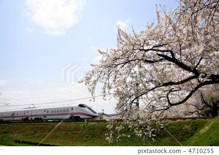 Sakura and Komachi 4710255