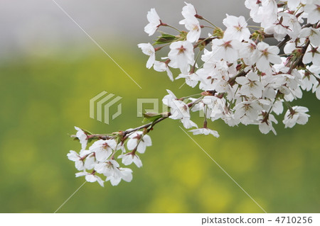 Cherry Blossoms Cherry Blossoms 4710256