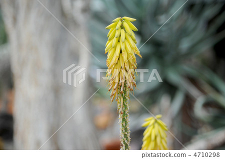 蘆薈鮮花 蘆薈鮮花 4710298