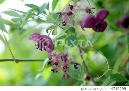 Akebi flower Akebi flower 4710299