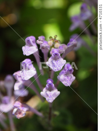 Skullcap 4710331