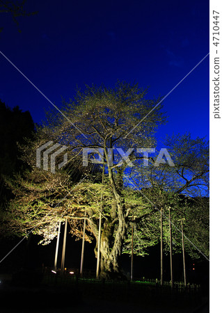 Shosokawa櫻桃樹在晚上 4710447