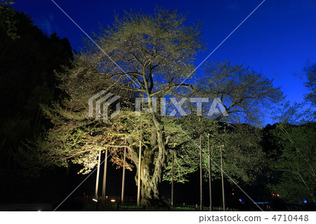 Shosokawa cherry tree at night 4710448