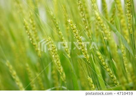 Blue wheat Blue wheat 4710459