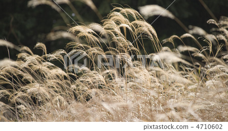 芒草 芒草 4710602