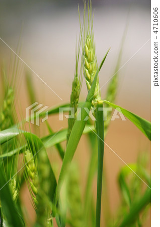藍小麥 藍小麥 4710606