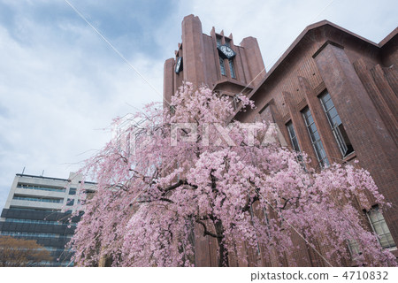 Yasuda禮堂和下垂的櫻桃樹 Yasuda禮堂和下垂的櫻桃樹 4710832