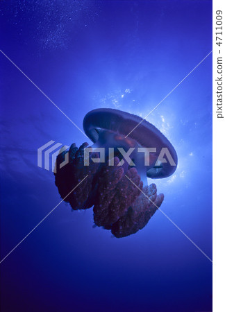 大水母 大水母 4711009