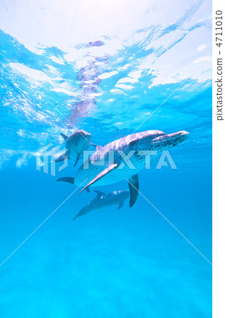 海豚的父母和孩子 海豚的父母和孩子 4711010