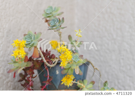 Cactus Yellow Flower Cactus Yellow Flower 4711320