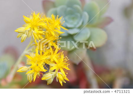 仙人掌黃色花 4711321