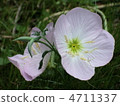 Flowers 4711337