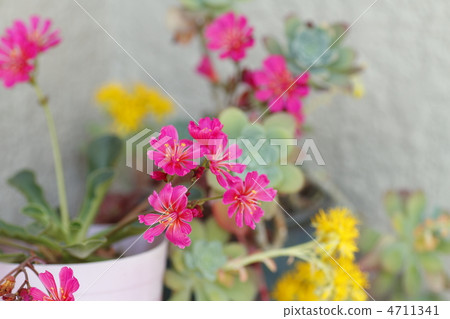 Leucyan flowers 4711341