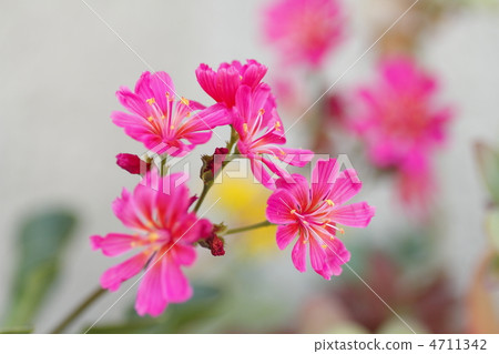 Leucyan flowers 4711342