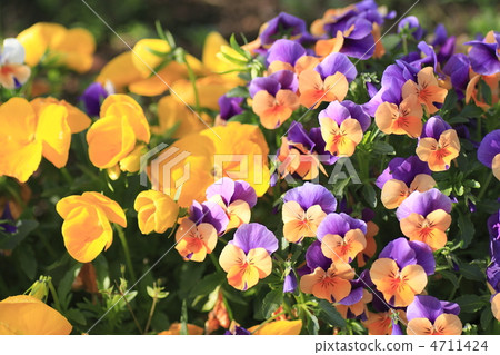 春天花中提琴 4711424