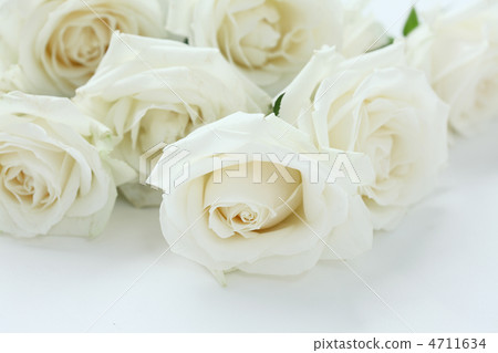 白玫瑰 4711634