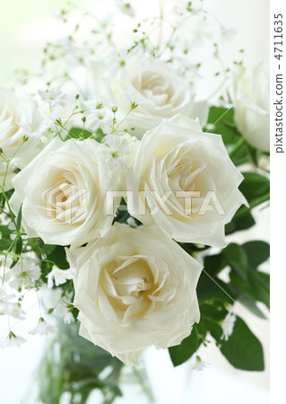 White Rose 4711635