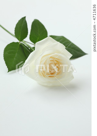 White Rose 4711636