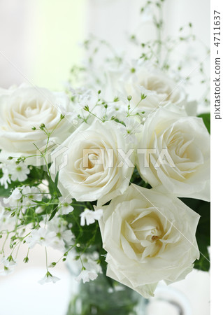 White Rose 4711637