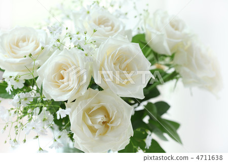 White Rose 4711638