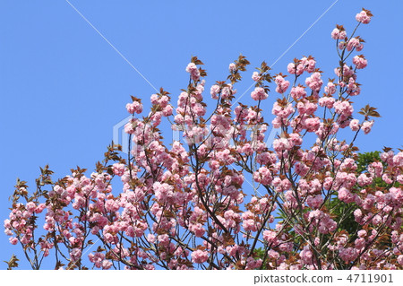 雙櫻花 雙櫻花 4711901