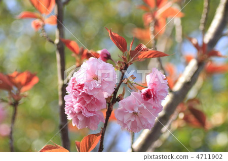 雙櫻花 雙櫻花 4711902