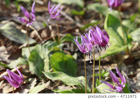 一朵白薯花 一朵白薯花 4711971