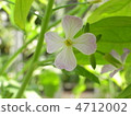 Daikon flower 4712002