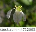 Daikon flower 4712003
