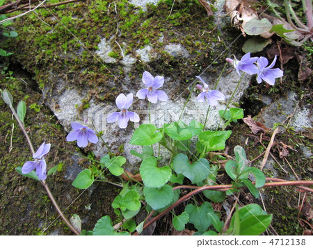 開花沿岩石領域的Tachibatsubosumire 4712138