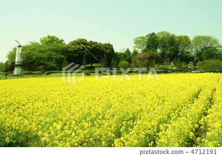 強姦花田和風車 強姦花田和風車 4712191