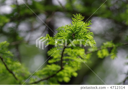 落羽杉 4712314