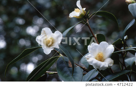 Shiraishi Haku 4712422