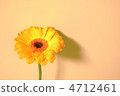 Gerbera 4712461