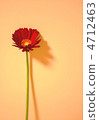 Gerbera 4712463