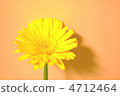 Gerbera 4712464