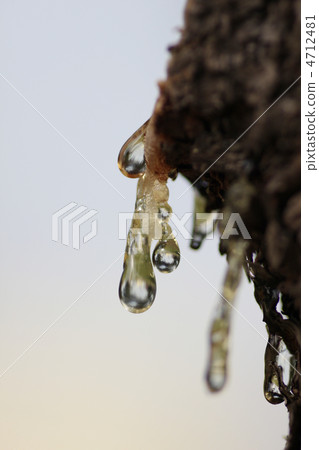 Close-up of sap 4712481