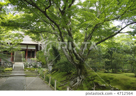 Kokedera 4712564