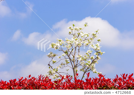 白山茱萸 4712668