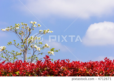 White dogwood 4712671