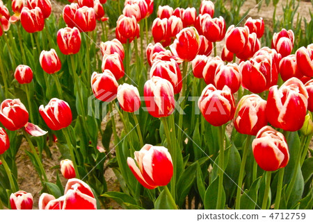 盛開的紅色和白色的鬱金香（富山縣礪波市） 4712759