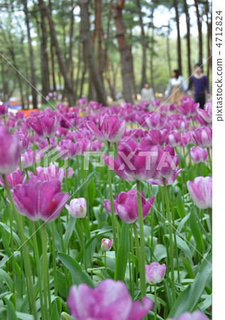 鬱金香領域 4712824