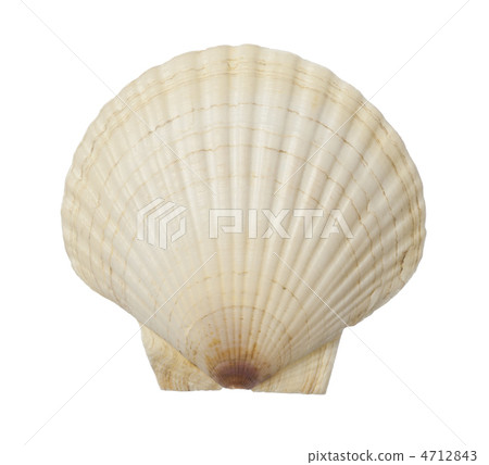scallop 4712843