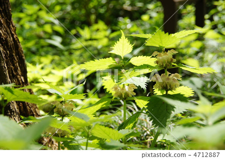 April Odorikoso / Labiaceae 11 April Odorikoso / Labiaceae 11 4712887