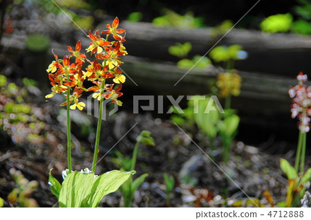 April Ebine / Orchid Department 33 Collective Area 4712888