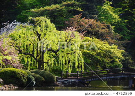 April Shidareyanagi · Willow family 19 4712899