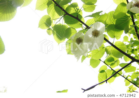 April Handkerchief / Mizuki family 09 4712942