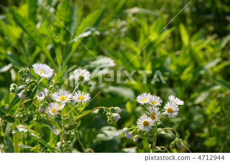 April Haruzion / Asteraceae 10 4712944