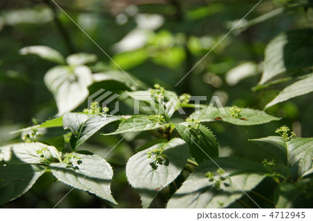 April Hanicakada / Mizuki family 13 full bloom 4712945